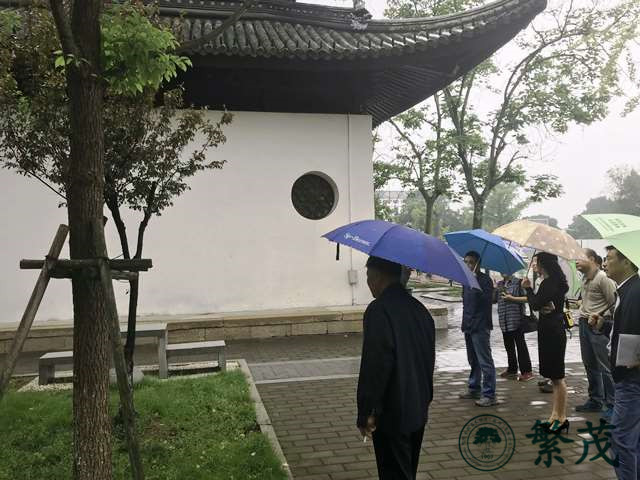 昆山千燈鎮(zhèn)古銀杏專(zhuān)家會(huì)診