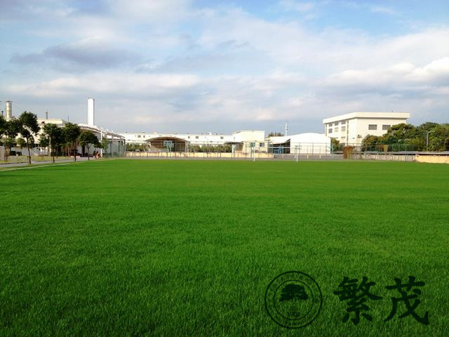 足球場(chǎng)草坪專(zhuān)業(yè)養(yǎng)護(hù)管理案例