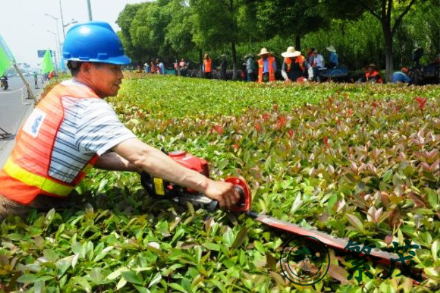 蘇州某高檔小區(qū)綠化養(yǎng)護案例