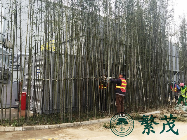 蘇州工業(yè)園區(qū)某工廠(chǎng)剛竹種植工程案例