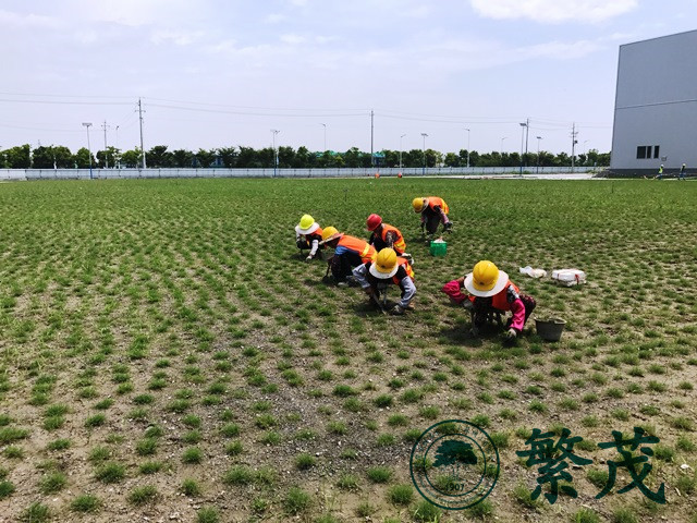 泰州某廠(chǎng)區(qū)綠化建設(shè)工程案例