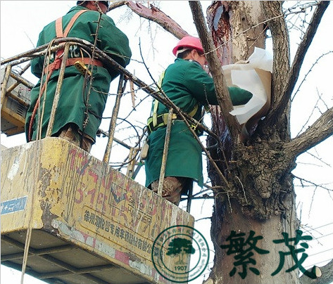 張家港杏市村某古銀杏救治復壯項目