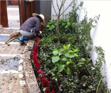 蘇州中糧本岸某庭院綠化種植案例