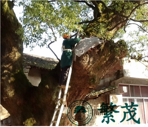 橫店聯(lián)盟村某樟樹保護項目