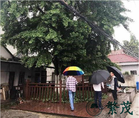 昆山淀山湖古銀杏專(zhuān)家會(huì)診現(xiàn)場(chǎng)