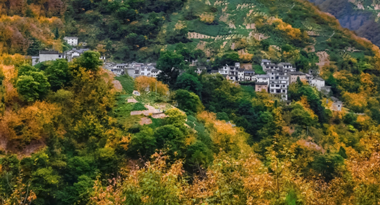 【古樹(shù)專(zhuān)題】護(hù)古木種林下 林長(zhǎng)制守護(hù)黃山綠意